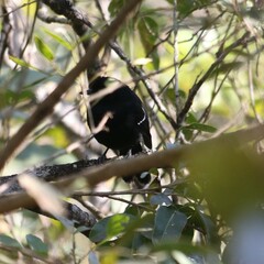 Pyriglena leucoptera