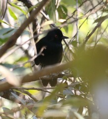 Pyriglena leucoptera