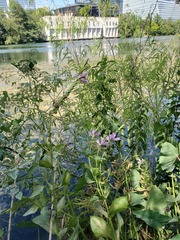 Physostegia correllii