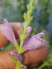 Physostegia correllii