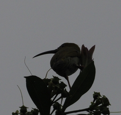 Arachnothera modesta