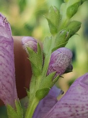 Physostegia correllii