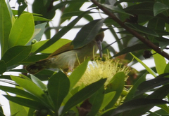 Arachnothera modesta