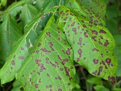 Mycosphaerella effigurata