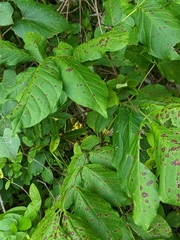 Mycosphaerella effigurata