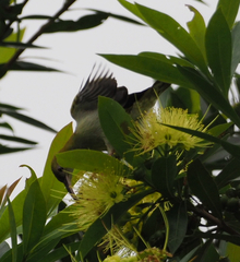 Arachnothera modesta