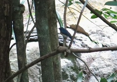 Cyornis sumatrensis