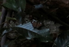 Celaenorrhinus asmara