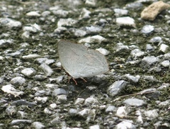 Curetis santana