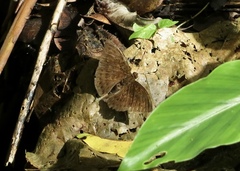 Tanaecia julii bougainvillei