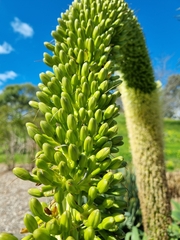 Agave attenuata