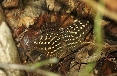 Lexias canescens