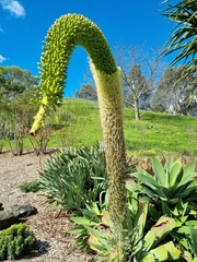 Agave attenuata