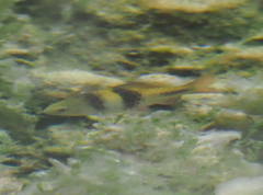 Striuntius lateristriga