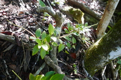 Peperomia myrtifolia
