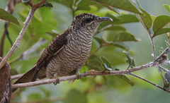 Cacomantis sonneratii