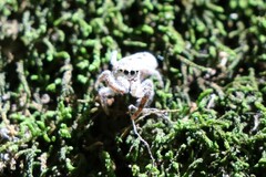 Metaphidippus siticulosus