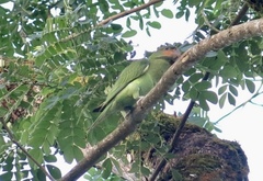 Psittacula longicauda