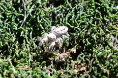 Metaphidippus siticulosus