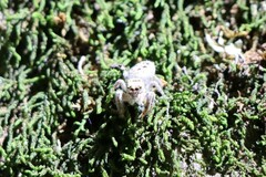 Metaphidippus siticulosus