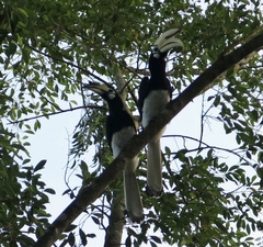 Anthracoceros albirostris