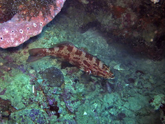 Plectropomus leopardus