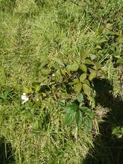 Rubus argutus