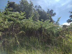 Hypolepis dicksonioides