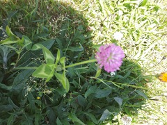 Trifolium pratense