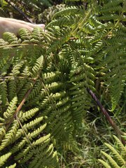 Hypolepis dicksonioides