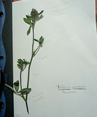 Trifolium pratense
