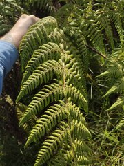 Hypolepis dicksonioides