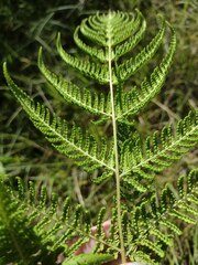 Hypolepis dicksonioides