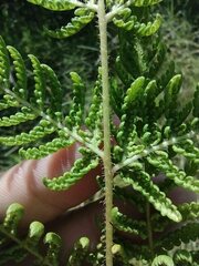 Hypolepis dicksonioides