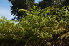 Hypolepis dicksonioides