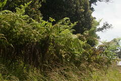 Hypolepis dicksonioides