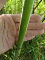 Hypolepis dicksonioides