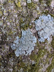 Punctelia missouriensis