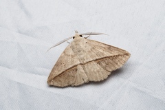 Ugia purpurea
