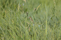 Ploceus hypoxanthus chryseus