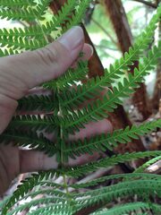 Amauropelta globulifera