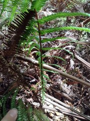 Amauropelta globulifera