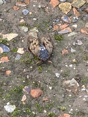 Graptopsaltria nigrofuscata