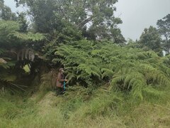 Hypolepis dicksonioides