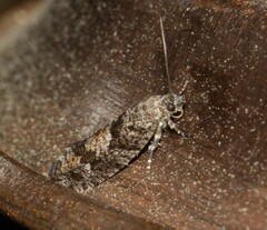 Zeiraphera improbana