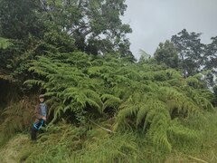 Hypolepis dicksonioides