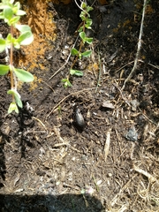 Carabus fairmairei fenestrellanus