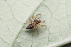 Orientattus hongkong