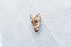 Meekistrotia molybdota