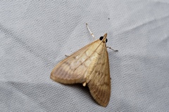 Crypsiptya coclesalis